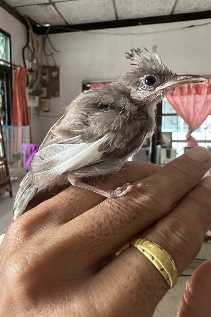 ลูกนกปรอดหัวโขน - รูปที่ 2