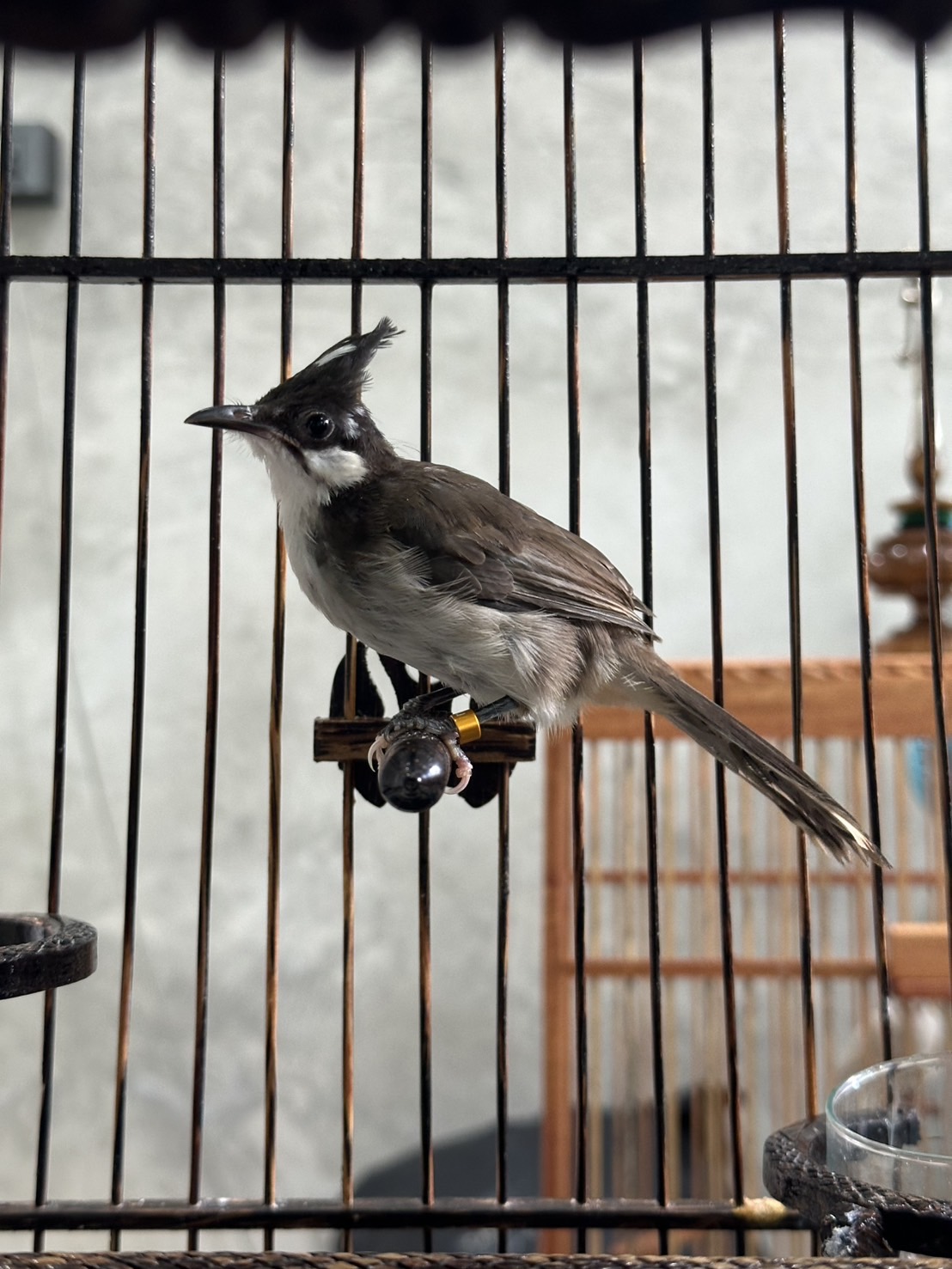 หัวโขนอายุปีกว่า