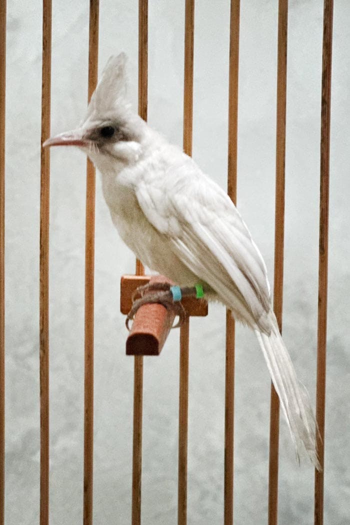 นกปรอดหัวโขน ขาว