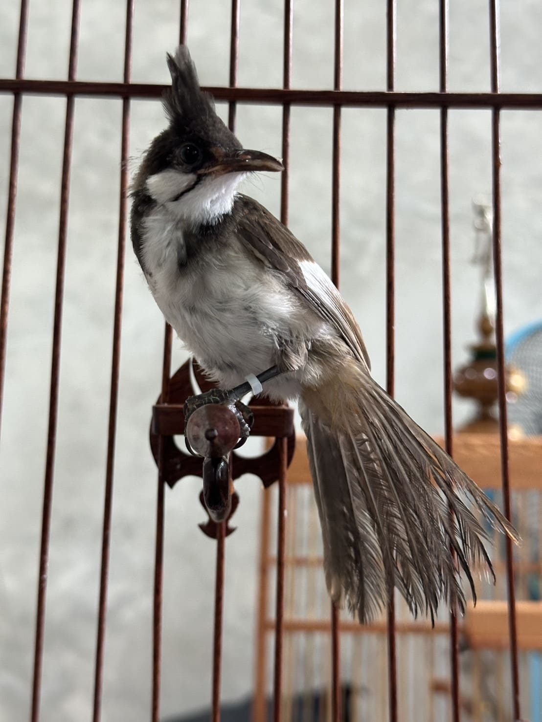 นกสวยงาม