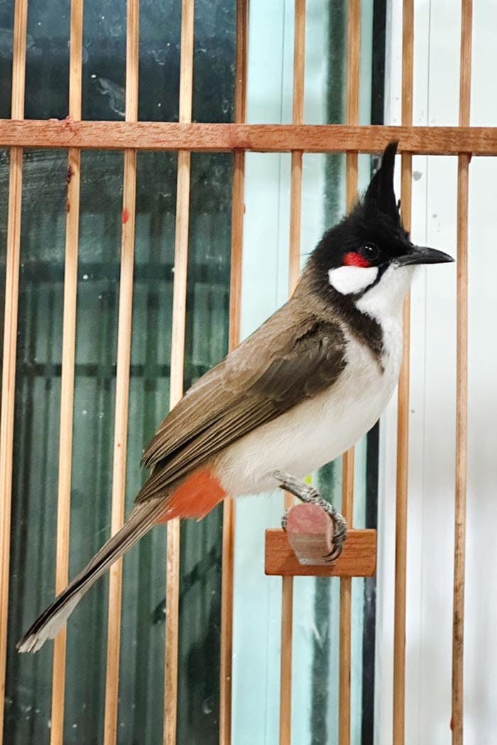 นกปรอดหัวโขน