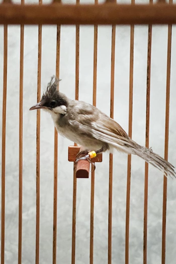 นกปรอดหัวโขน