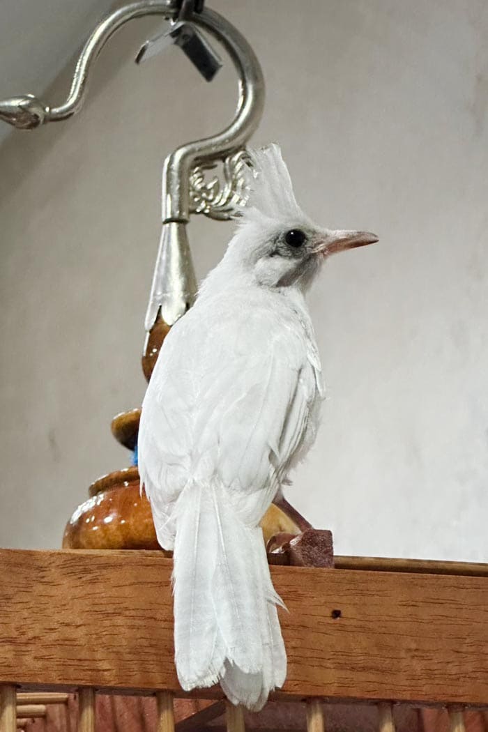 นกปรอดหัวโขน ขาว