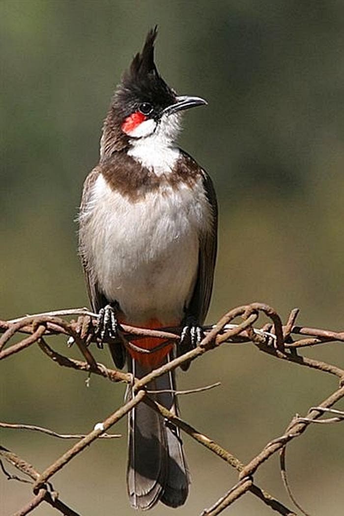 นกปรอดหัวโขน ประกวด
